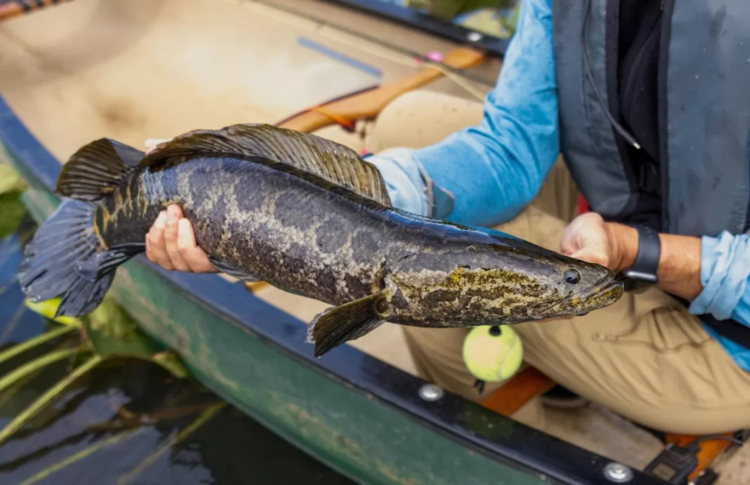 Annual Bounty Program Back, Residents Encouraged to Reel in Record Fish!