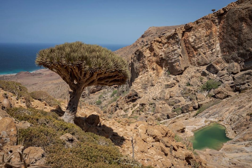 Timeless Trees at Risk: Scientists Warn of Surreal Survivors' Uncertain Future