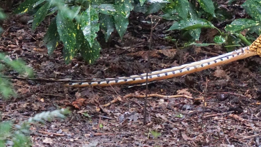 “Residents Stunned by Unexpected Rare Species Discovery in Neighborhood Garden”