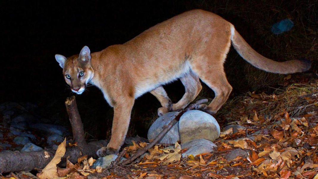 Neighborhood Watch: Mountain Lion Sighted in Residential Area!