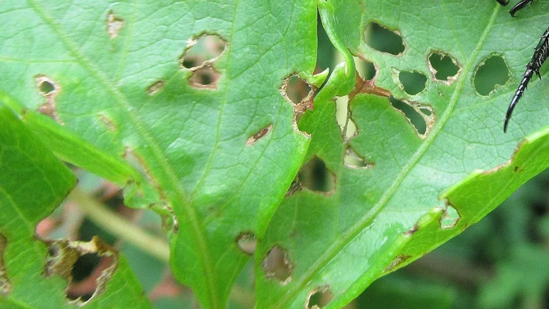 Experts Alert: Invasive Insects Threaten to Overrun the US