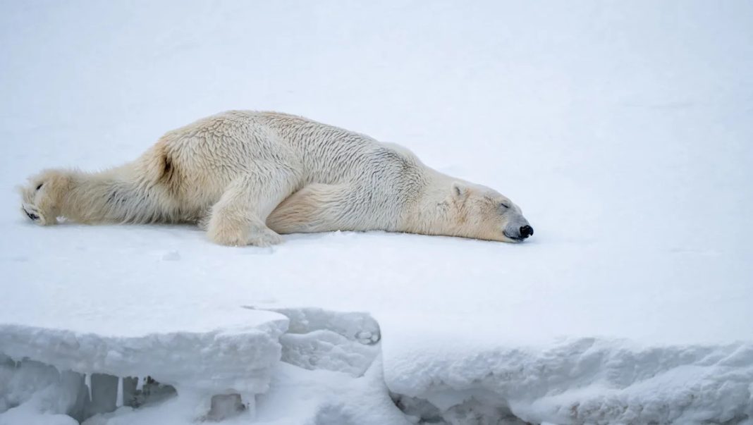 Arctic Alarm: GoPro Reveals the Hidden Struggles of Polar Bears